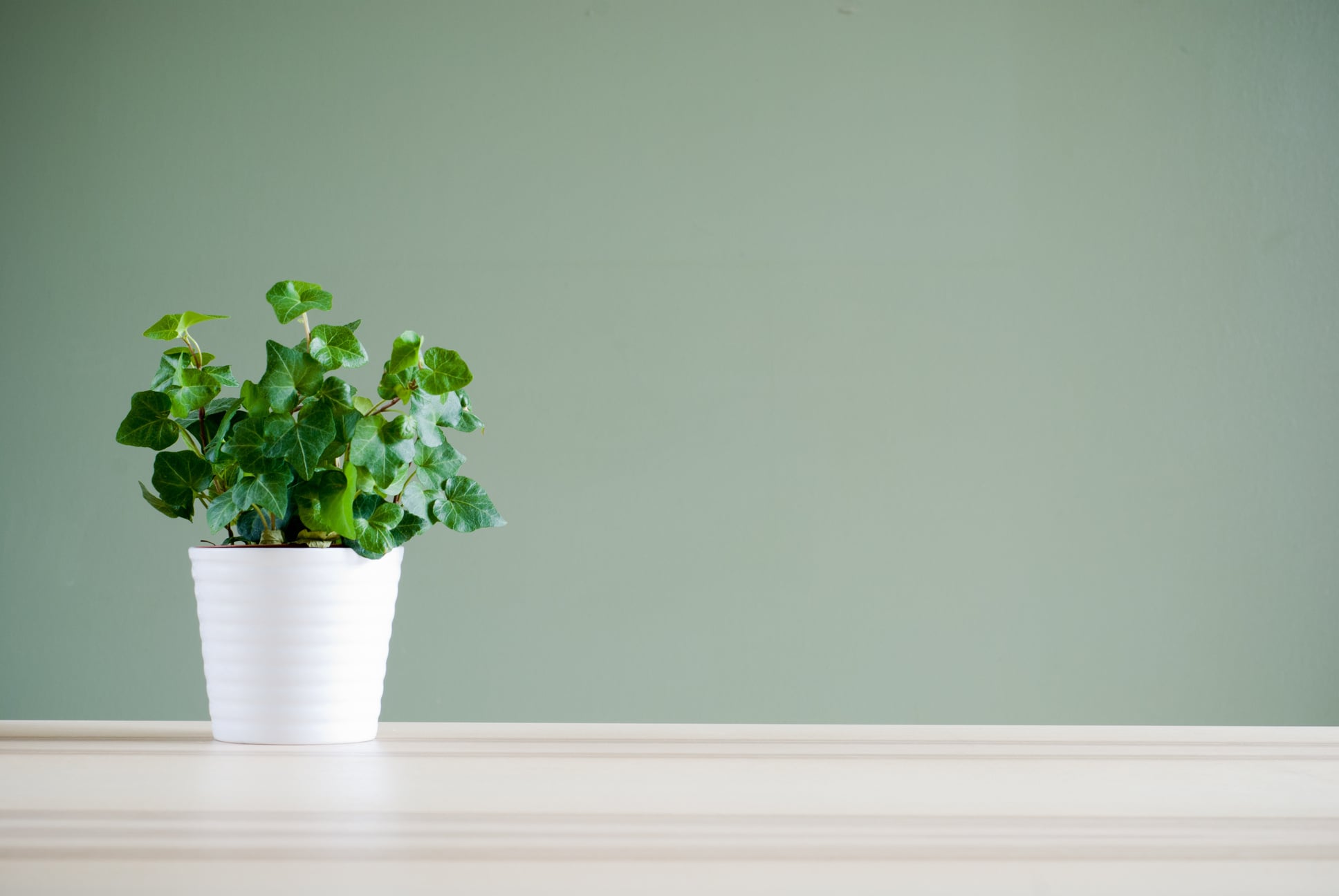 green plant on desk