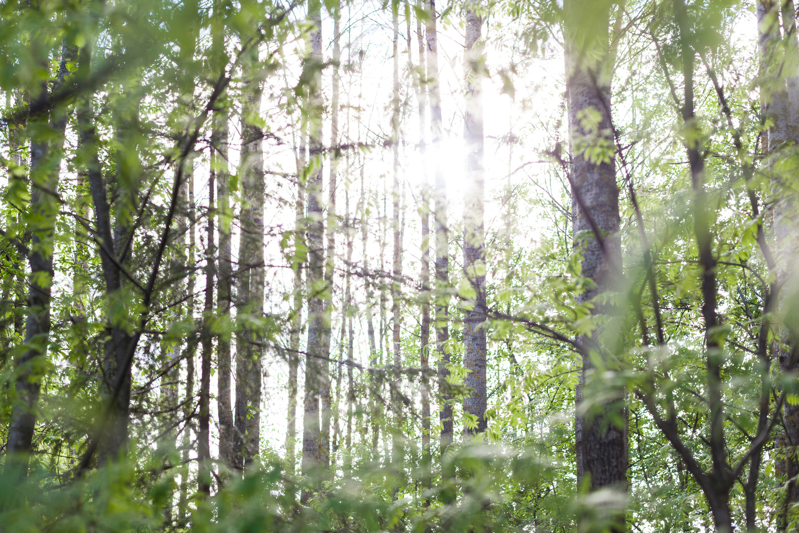 Finnish Forests